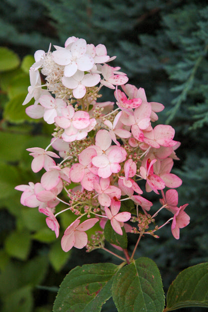 Hydrangea, Paniculata Pink Diamond