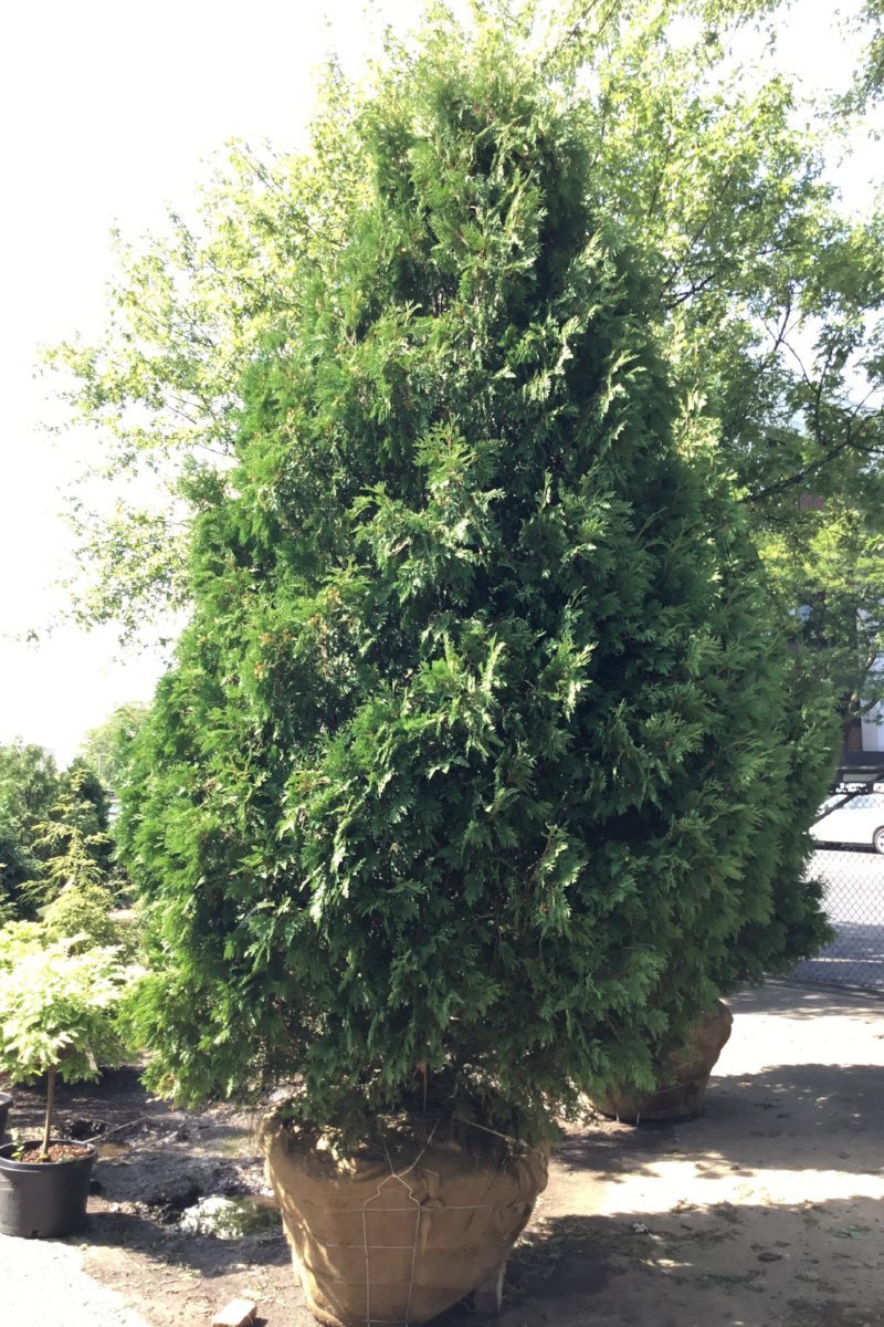 Arborvitae, Dark Green