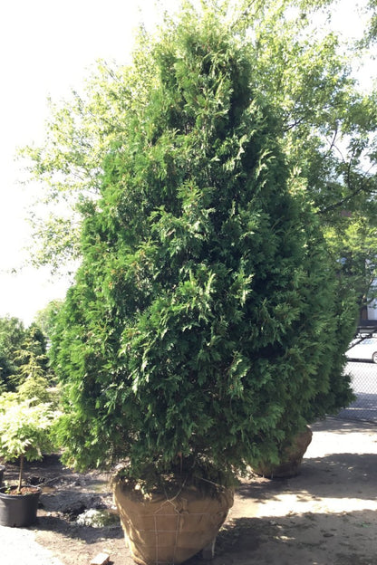 Arborvitae, Dark Green