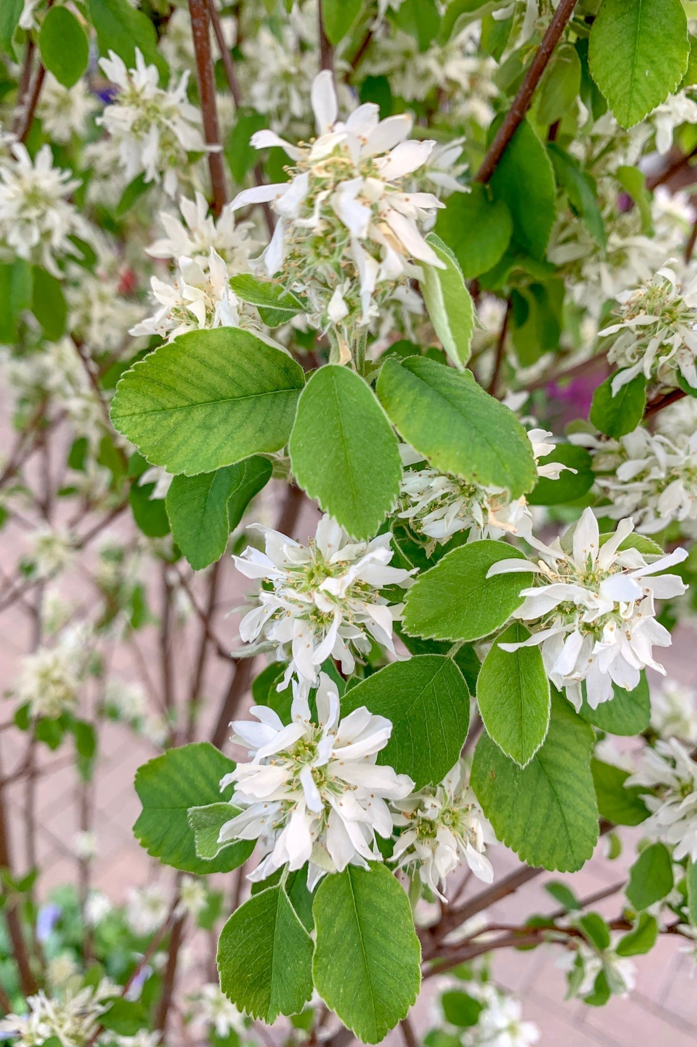 Serviceberry, Standing Ovation