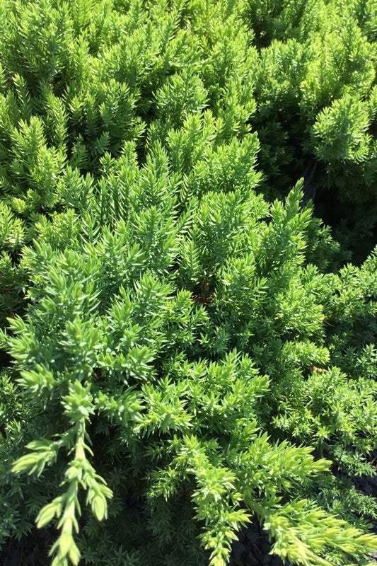 Juniper, Dwarf Japanese Garden
