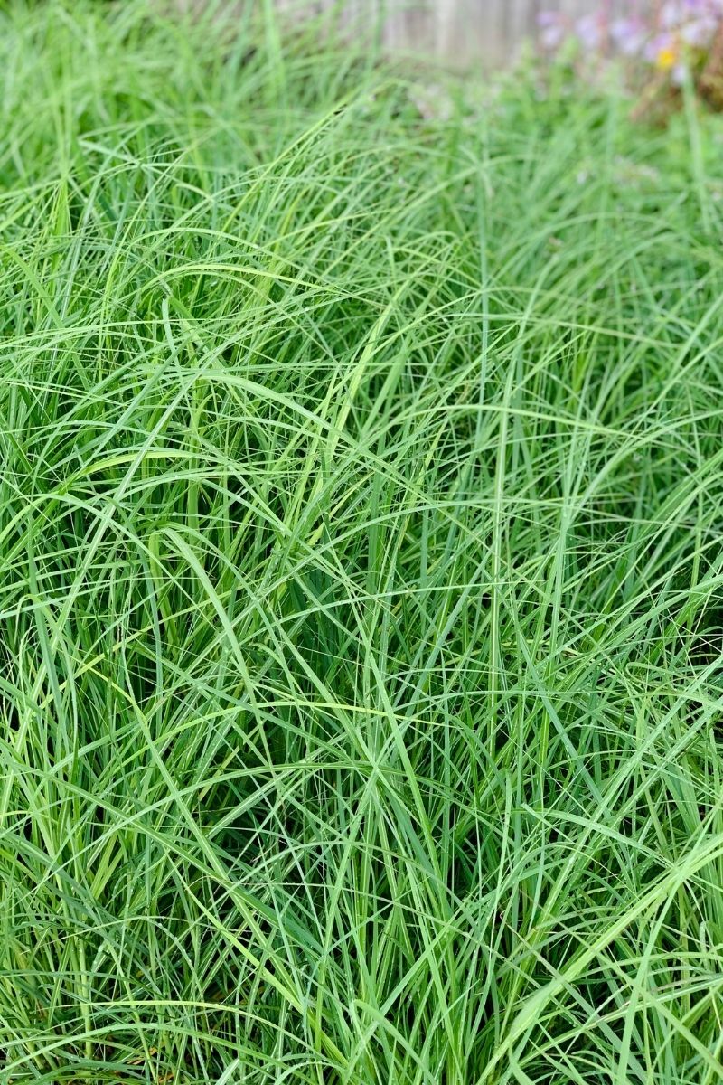 Grass, Fire Dragon