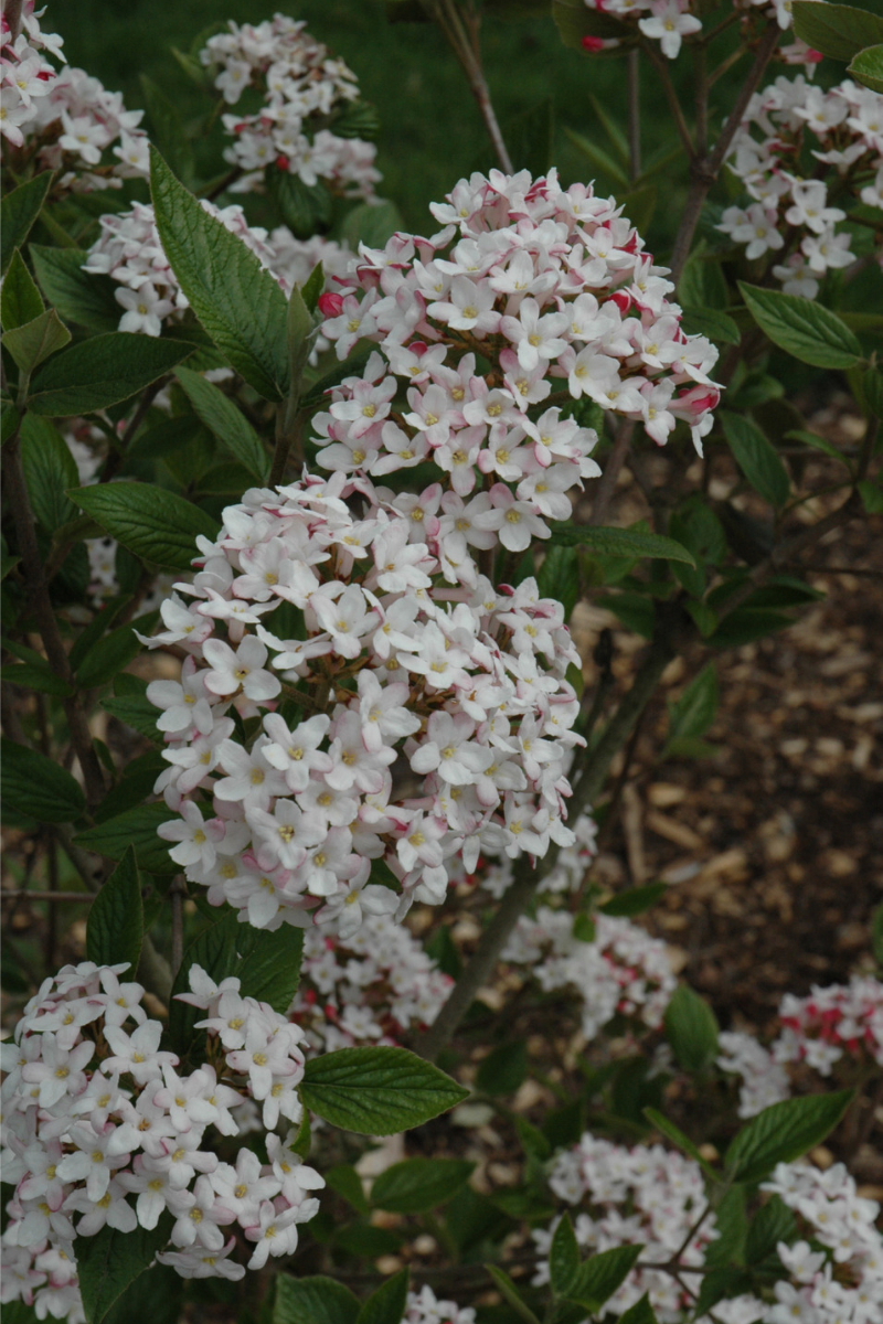 Viburnum, Mohawk
