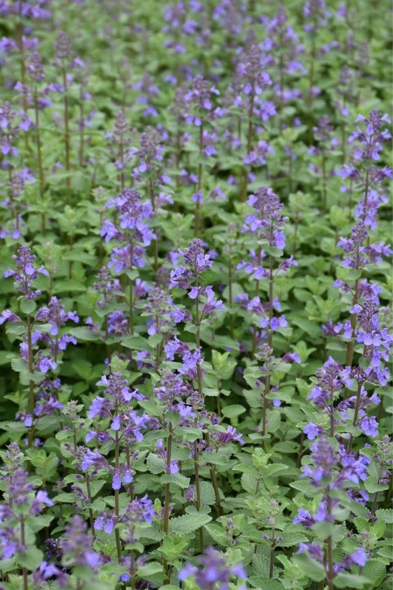 Catmint, Blue Wonder