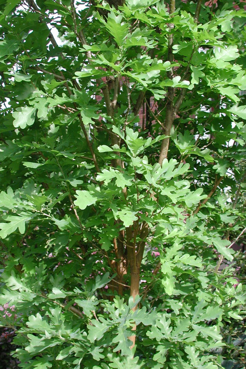 Crimson Spire columnar oak
