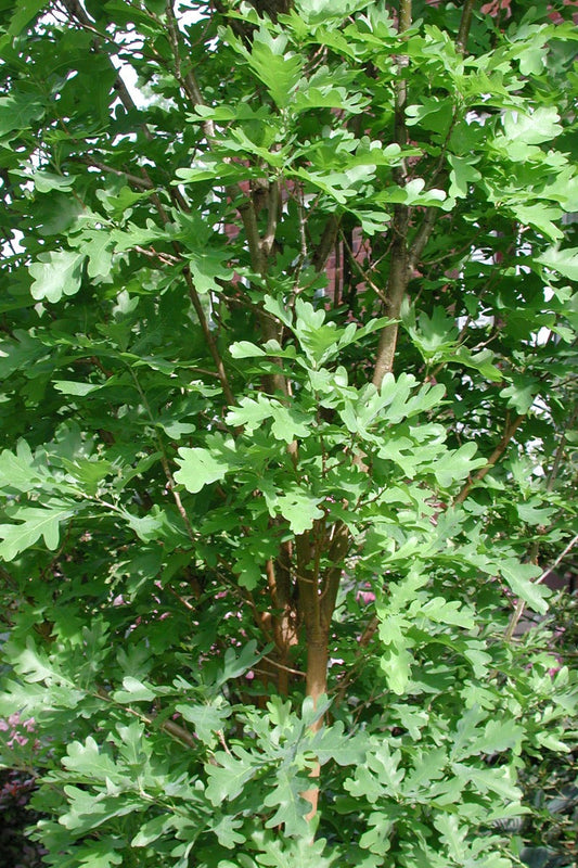 Crimson Spire columnar oak