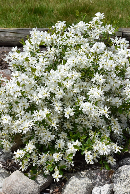 Pearl Bush, Lotus Moon