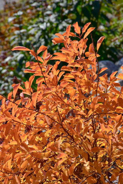 Pearl Bush, Lotus Moon