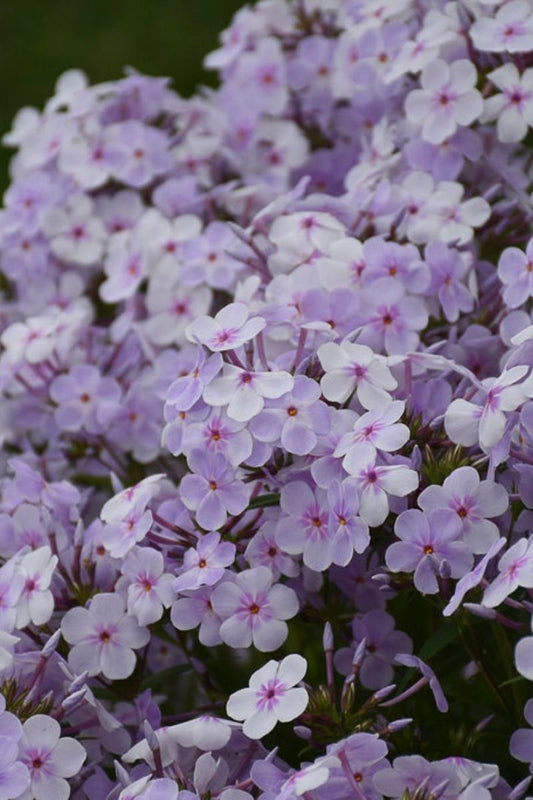 Phlox, Opening Act Pink