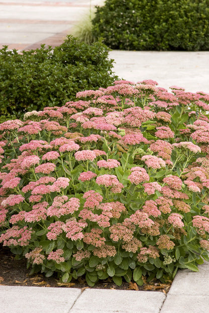 Sedum, Autumn Joy