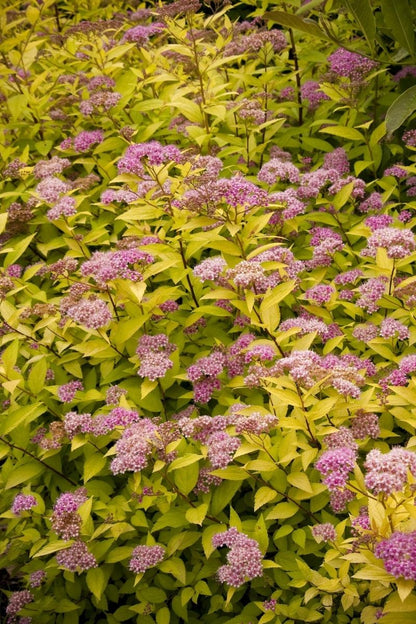 Spirea, Gold Mound