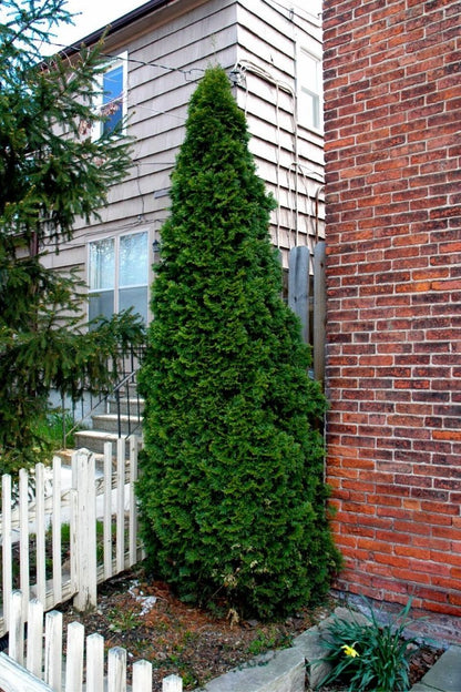 Arborvitae, Dark Green