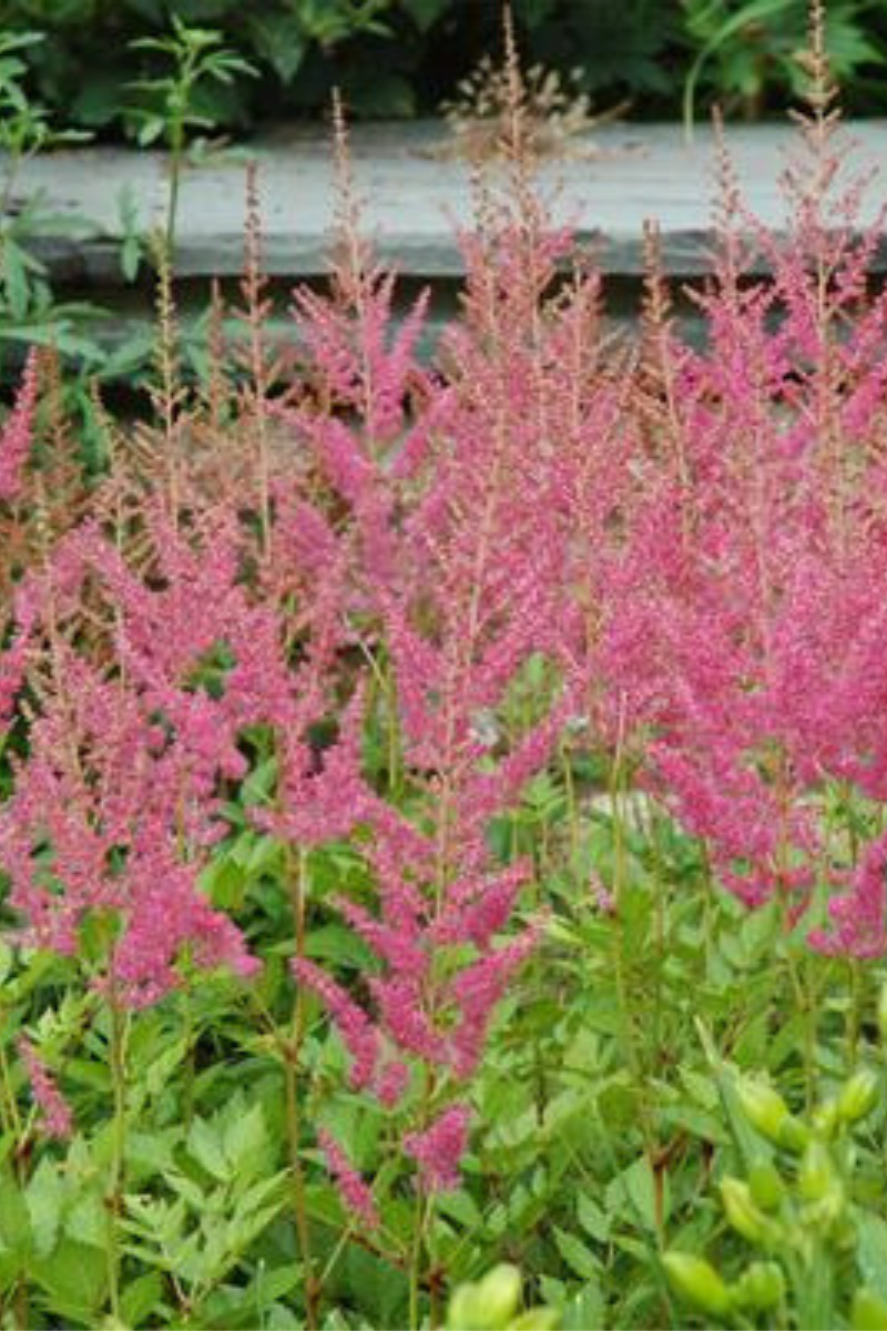 Astilbe, Visions In Pink